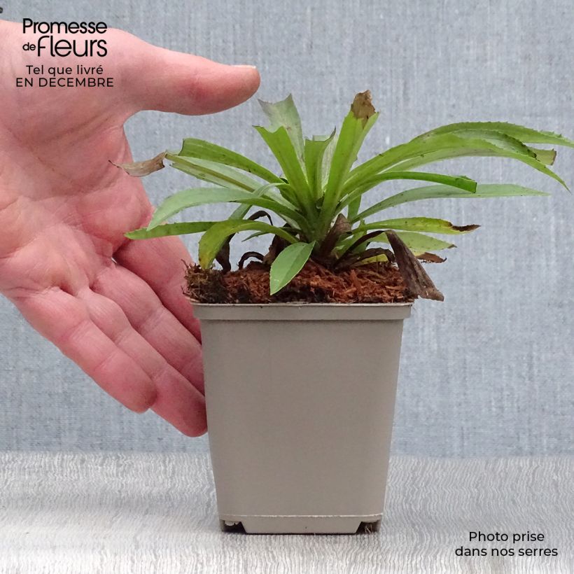 Amostra de Digitale - Digitalis hybride Goldcrest Vaso de 8/9 cm tal como entregue no inverno