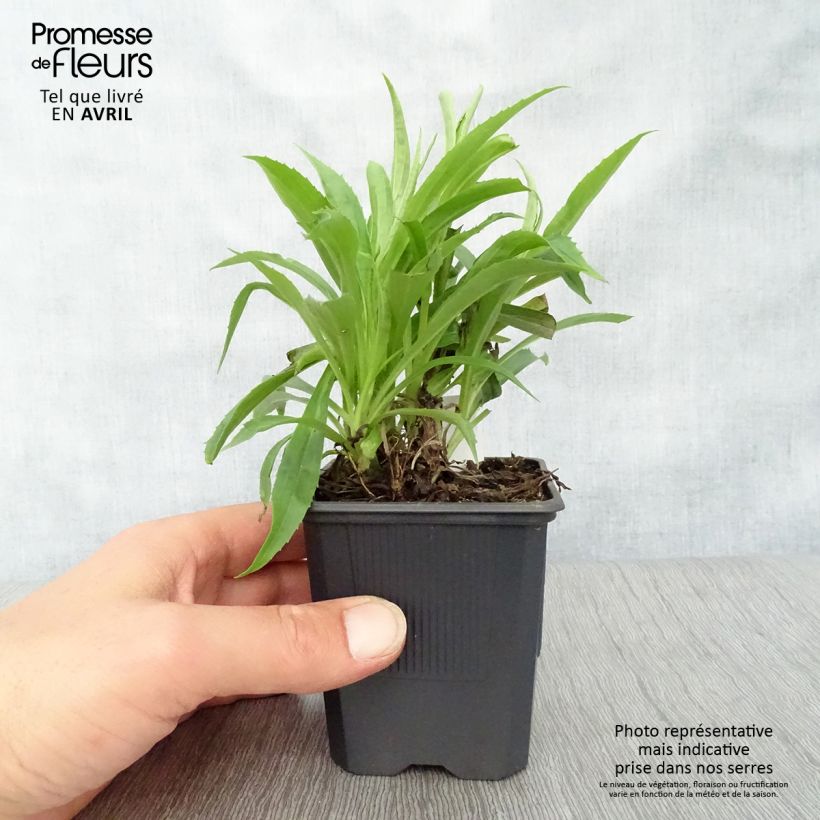 Amostra de Digitalis híbrida Goldcrest Vaso de 8/9 cm tal como entregue na primavera