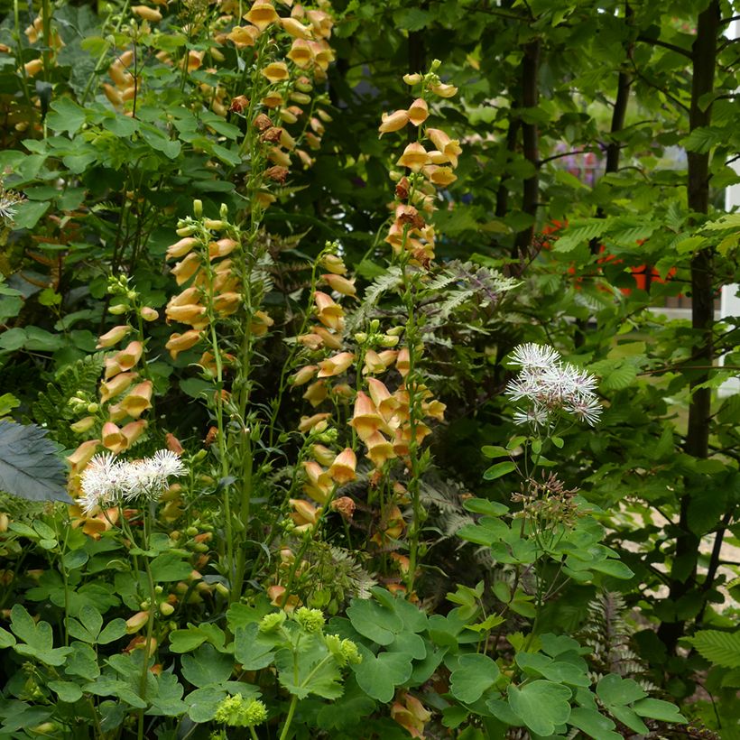 Digitalis híbrida Goldcrest (Hábito)