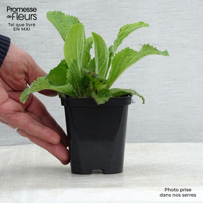 Amostra de Digitalis × mertonensis Vaso de 8/9 cm tal como entregue na primavera