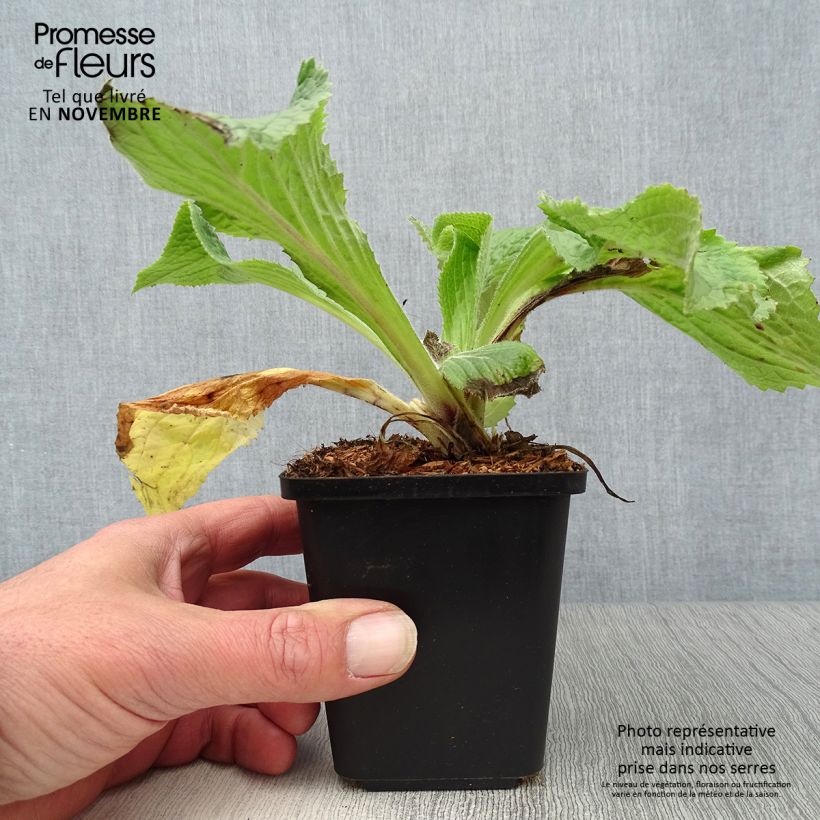 Amostra de Digitalis × mertonensis Vaso de 8/9 cm tal como entregue no outono