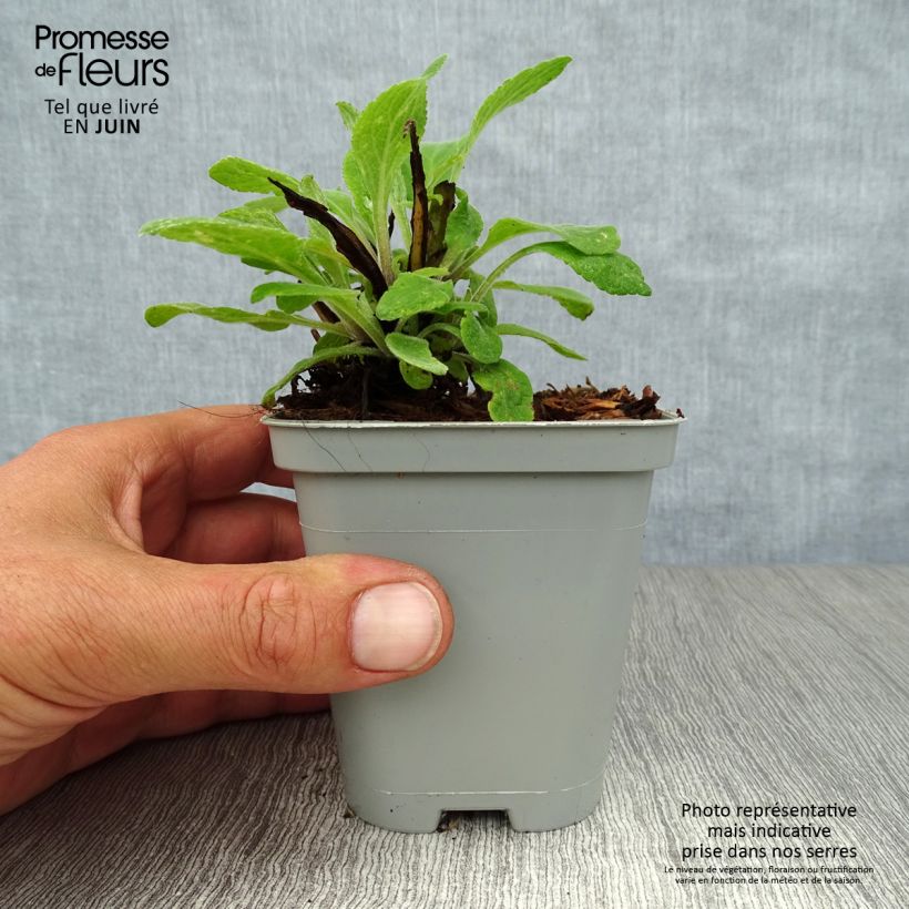 Amostra de Digitalis × mertonensis Vaso de 8/9 cm tal como entregue no verão