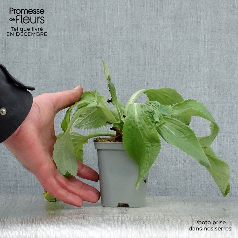 Amostra de Digitale, Digitalis mertonensis Vaso de 8/9 cm tal como entregue no inverno