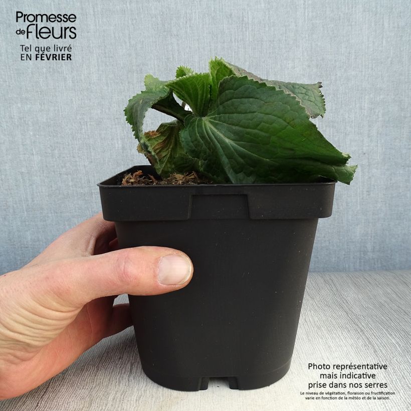 Amostra de Digitale, Digitalis mertonensis Vaso de 2 L/3 L tal como entregue no inverno