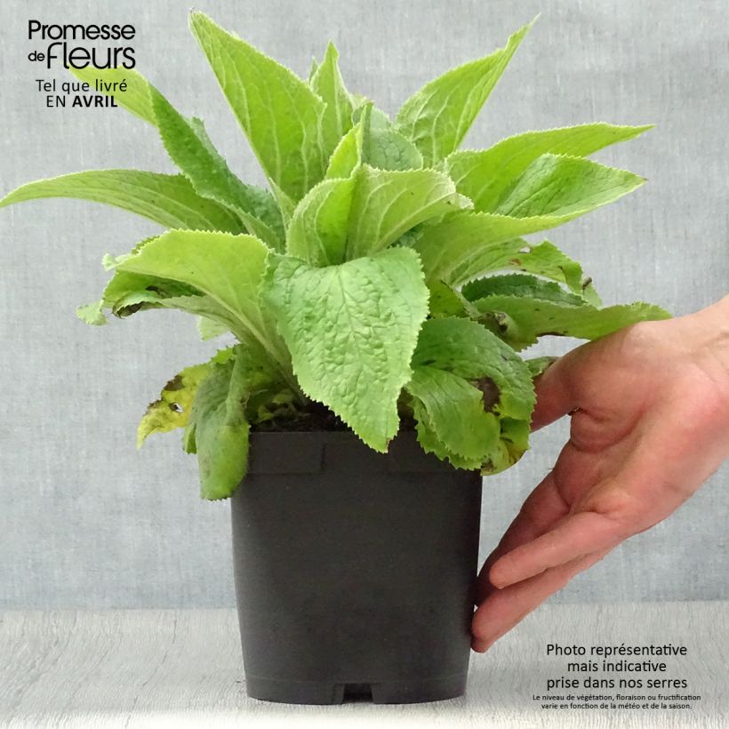 Amostra de Digitalis × mertonensis Vaso de 2 L/3 L tal como entregue na primavera