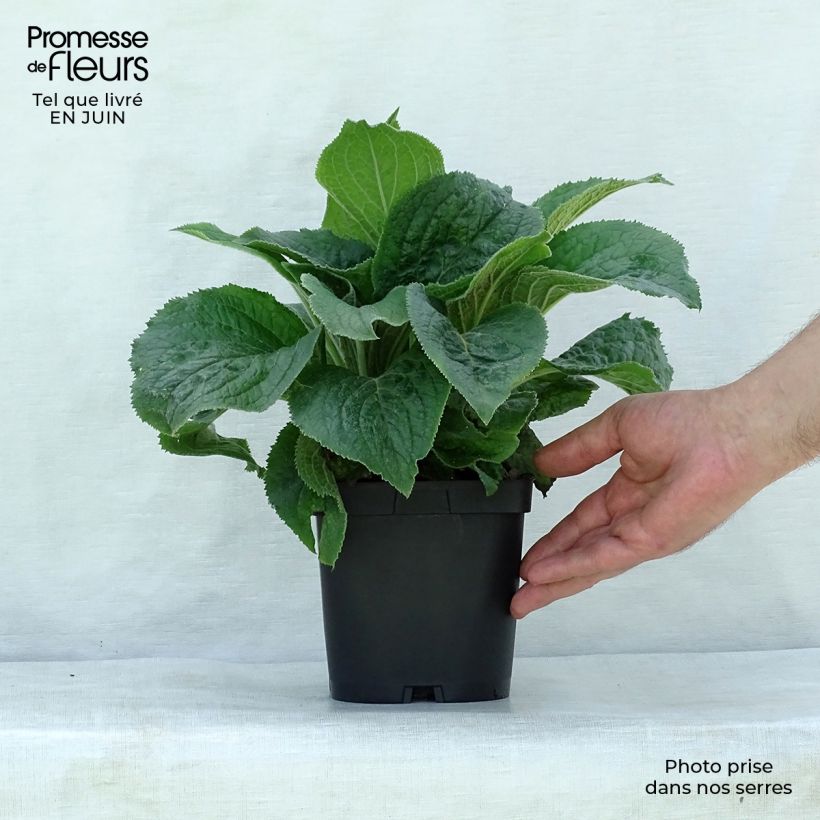 Amostra de Digitalis × mertonensis Vaso de 2 L/3 L tal como entregue no verão