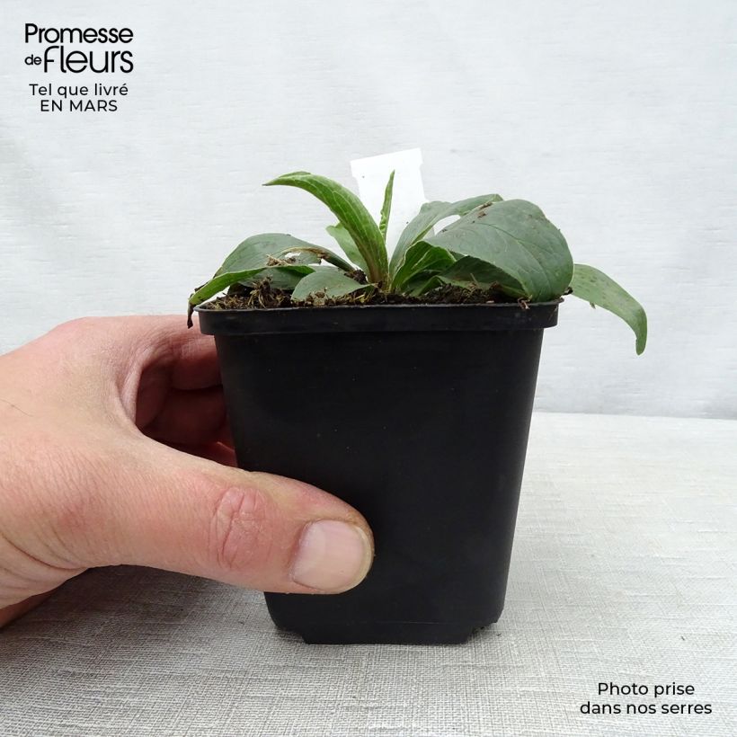 Amostra de Digitalis parviflora Vaso de 8/9 cm tal como entregue na primavera