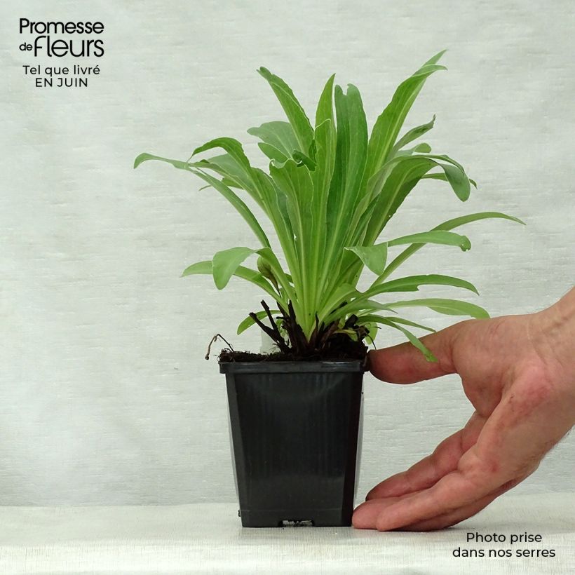 Amostra de Digitalis parviflora Vaso de 8/9 cm tal como entregue no verão