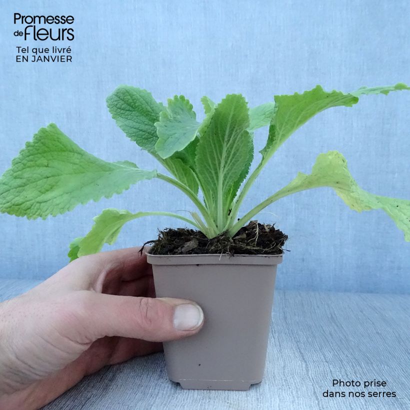 Amostra de Digitale - Digitalis purpurea Monstrosa  Vaso de 8/9 cm tal como entregue no inverno