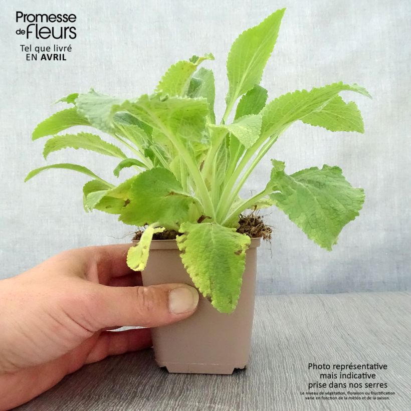 Amostra de Digitalis purpurea Monstrosa Vaso de 8/9 cm tal como entregue na primavera