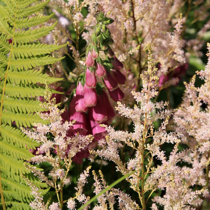 Digitalis purpurea Monstrosa (Hábito)