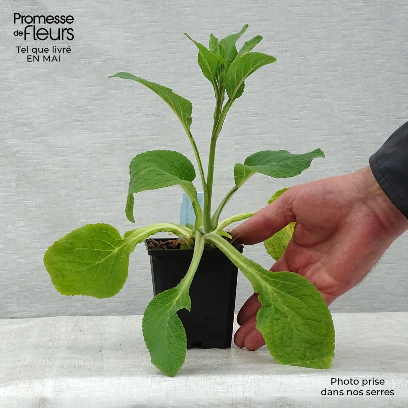 Amostra de Digitalis purpurea Suttons Apricot Vaso de 7/8 cm tal como entregue na primavera