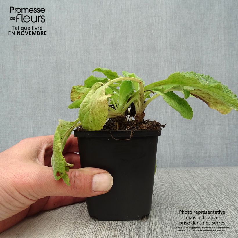Amostra de Digitalis purpurea Suttons Apricot Vaso de 7/8 cm tal como entregue no outono