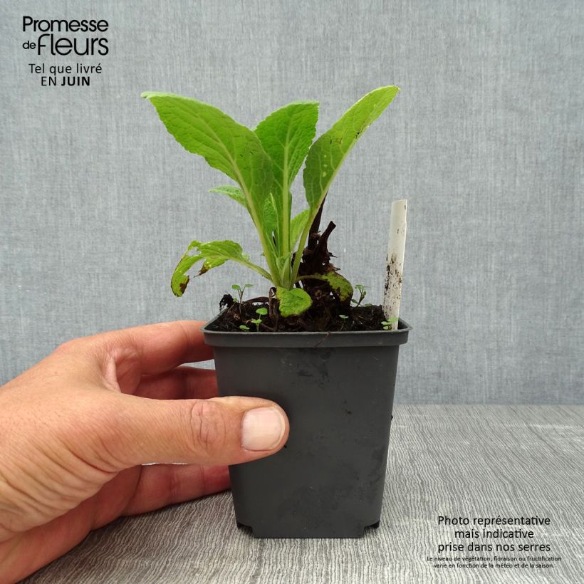Amostra de Digitalis purpurea Suttons Apricot Vaso de 7/8 cm tal como entregue no verão