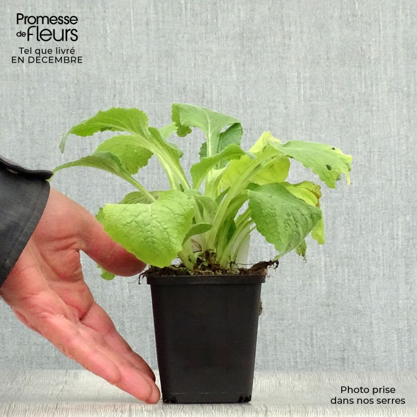 Amostra de Digitale Suttons Apricot - Digitalis purpurea Vaso de 7/8 cm tal como entregue no inverno