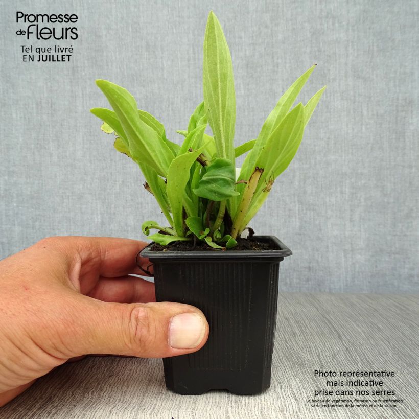 Amostra de Digitalis grandiflora Vaso de 8/9 cm tal como entregue no verão