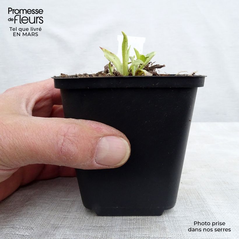 Amostra de Digitalis grandiflora Vaso de 8/9 cm tal como entregue na primavera