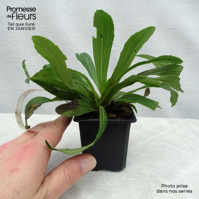 Amostra de Digitalis ferruginea Gigantea Vaso de 8/9 cm tal como entregue no inverno