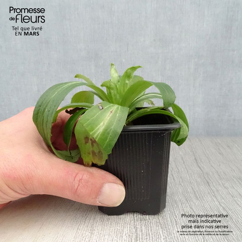 Amostra de Digitalis ferruginea Gigantea Vaso de 8/9 cm tal como entregue na primavera