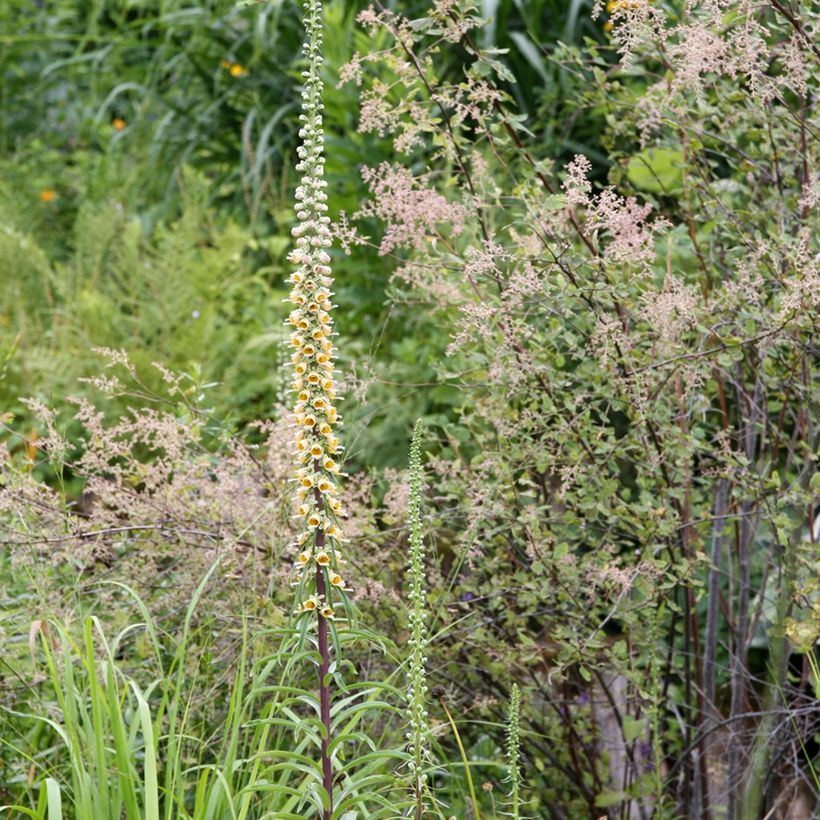Digitalis ferruginea Gigantea (Hábito)