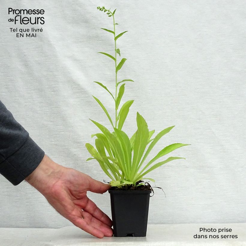 Amostra de Dedaleira Amarela Vaso de 8/9 cm tal como entregue na primavera