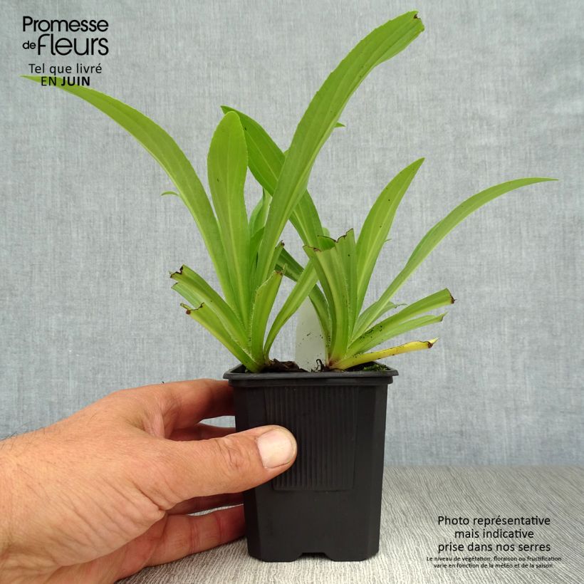 Amostra de Dedaleira Amarela Vaso de 8/9 cm tal como entregue no verão