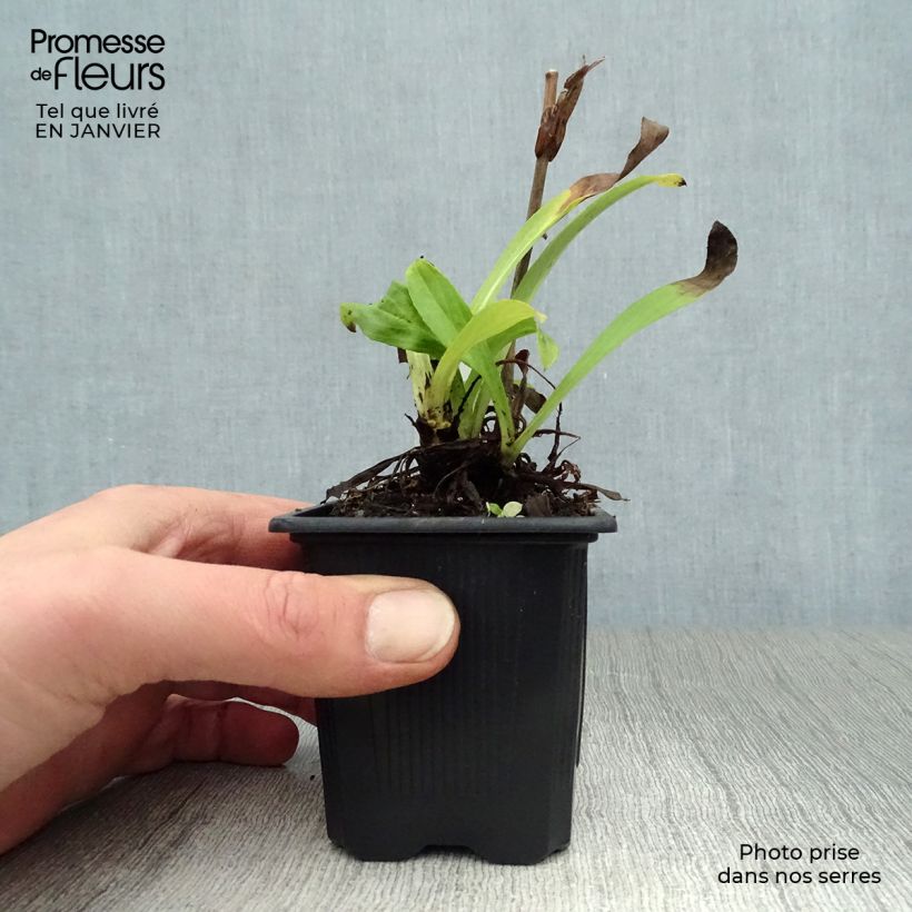 Amostra de Digitale jaune - Digitalis lutea Vaso de 8/9 cm tal como entregue no inverno