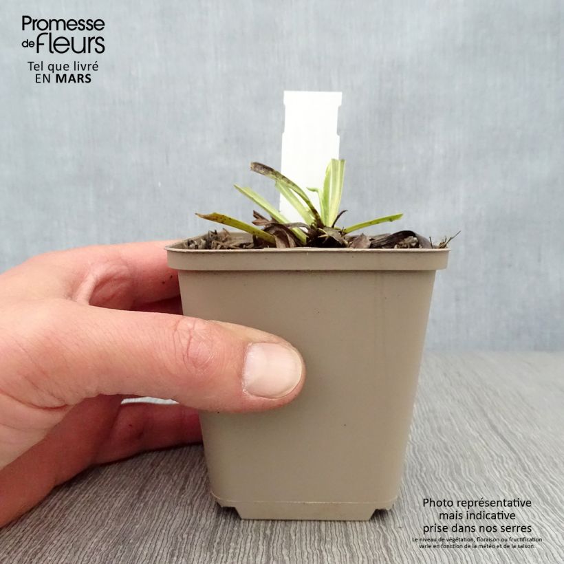 Amostra de Digitalis laevigata Alba - Dedaleira Vaso de 8/9 cm tal como entregue na primavera