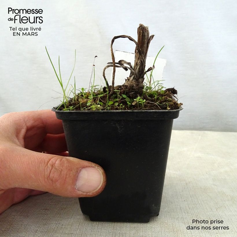 Amostra de Digitalis lanata Café Crème Vaso de 8/9 cm tal como entregue na primavera