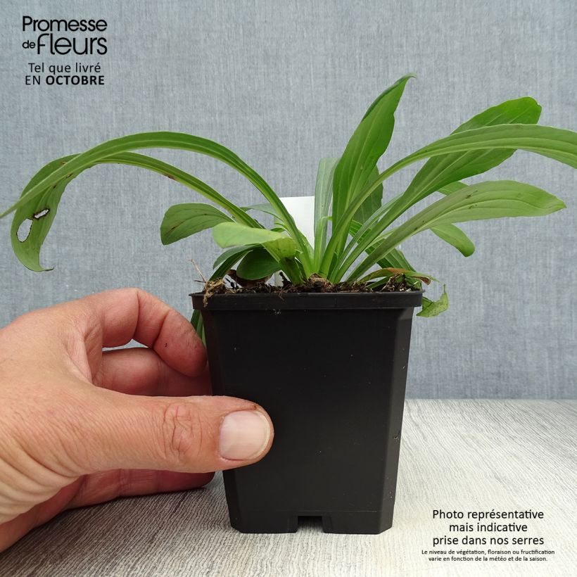 Amostra de Digitalis lanata Café Crème Vaso de 8/9 cm tal como entregue no outono