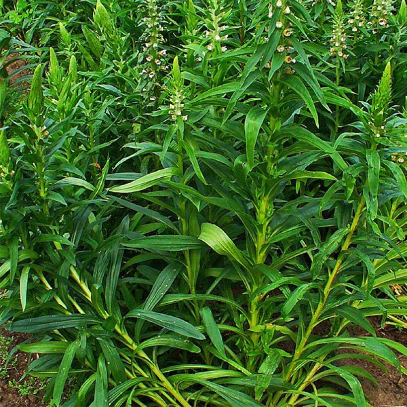 Dedaleira Lanosa Bicolor (Folhagem)