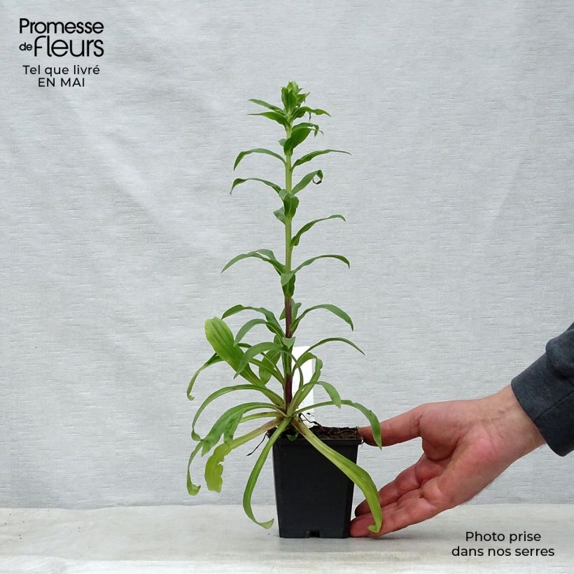 Amostra de Dedaleira Lanosa Bicolor Vaso de 8/9 cm tal como entregue na primavera