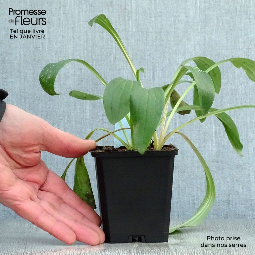 Amostra de Dedaleira Lanosa Bicolor Vaso de 8/9 cm tal como entregue no inverno