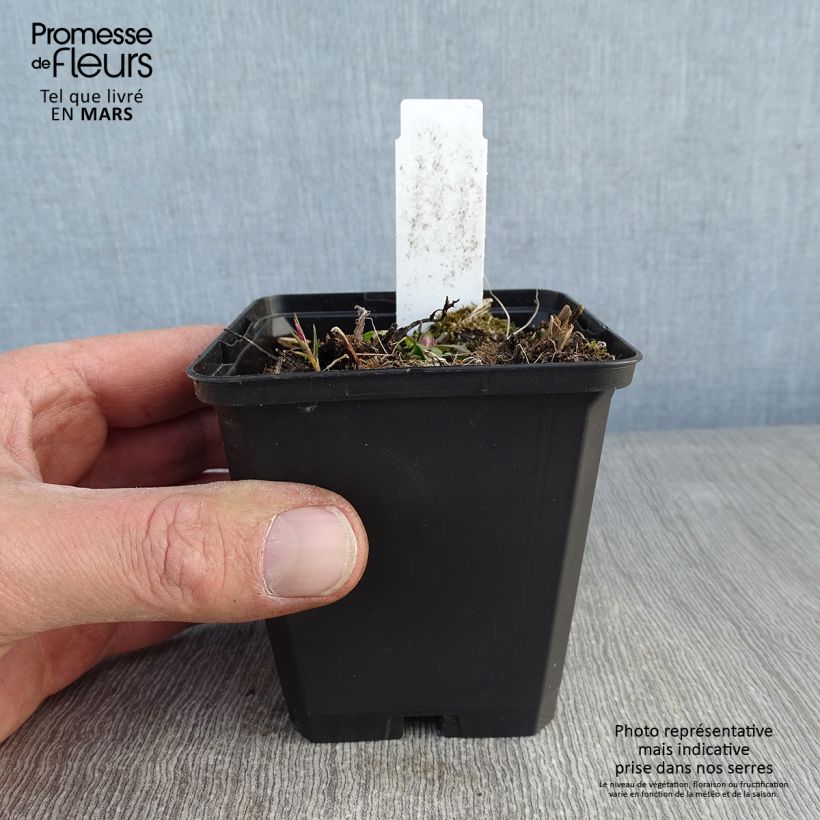 Amostra de Digitale mertonensis Summer King Godet de 8/9 cm tal como entregue no inverno