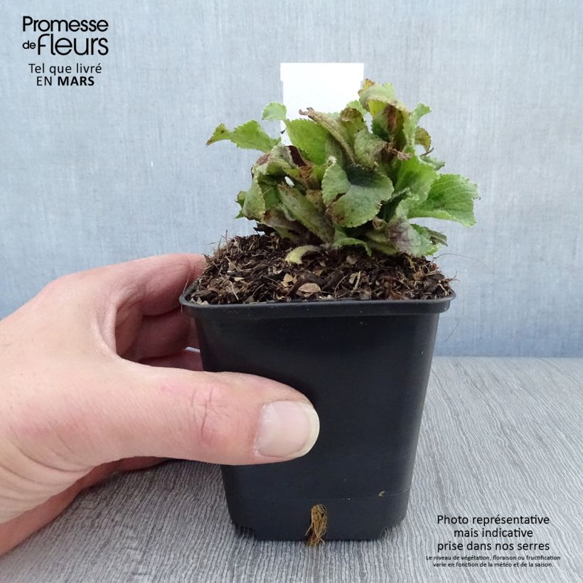 Amostra de Digitalis mertonensis Summer King Vaso de 8/9 cm tal como entregue na primavera