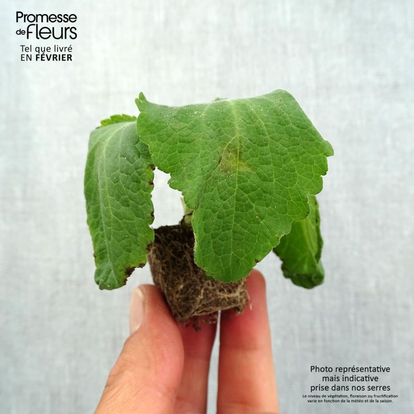 Amostra de Digitale purpurea Camelot Rose Mini-motte Ø 1,5/2,5 cm tal como entregue no outono