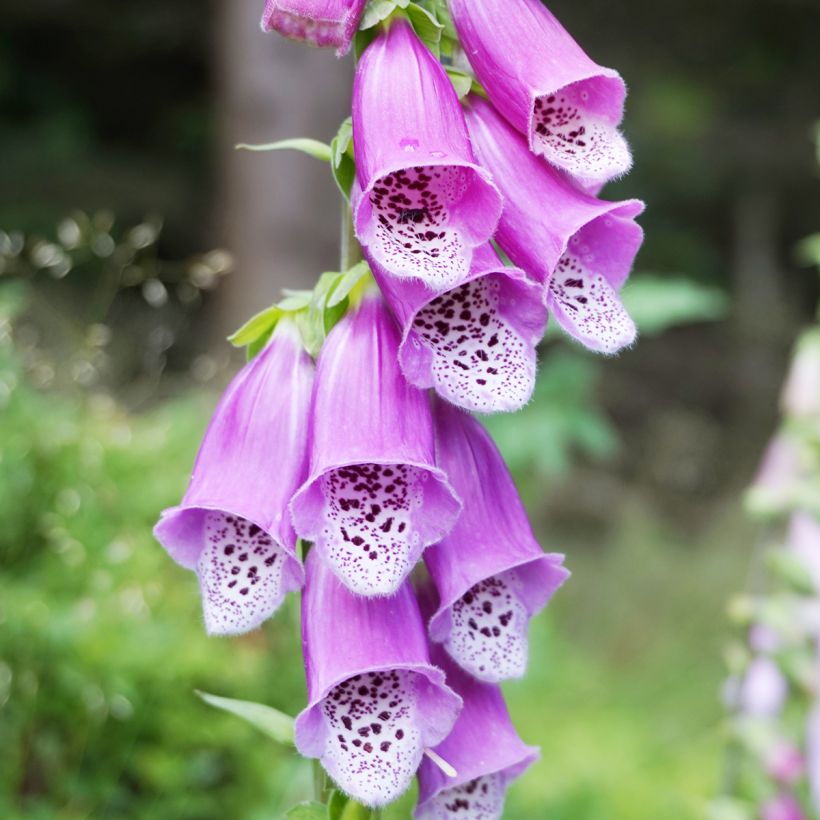 Digitalis purpurea (Floração)