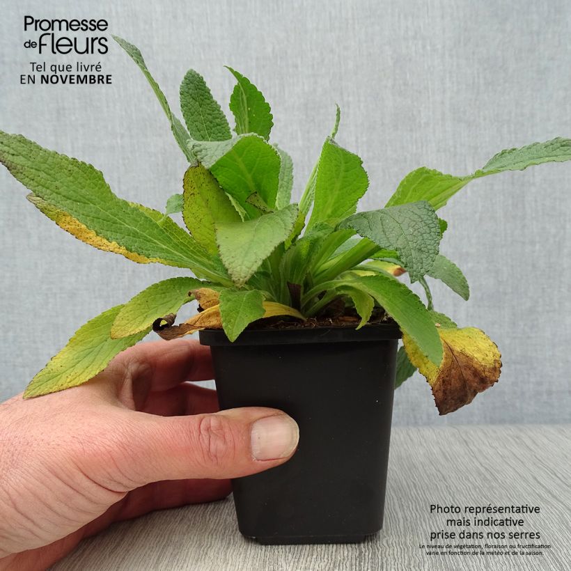 Amostra de Digitalis purpurea Vaso de 8/9 cm tal como entregue no outono