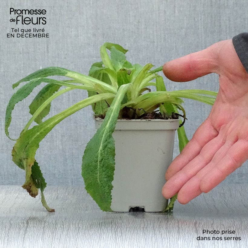 Amostra de Digitalis purpurea Vaso de 8/9 cm tal como entregue no inverno