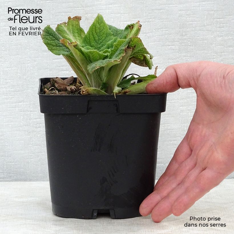 Amostra de Digitalis purpurea Vaso de 2 L/3 L tal como entregue no inverno