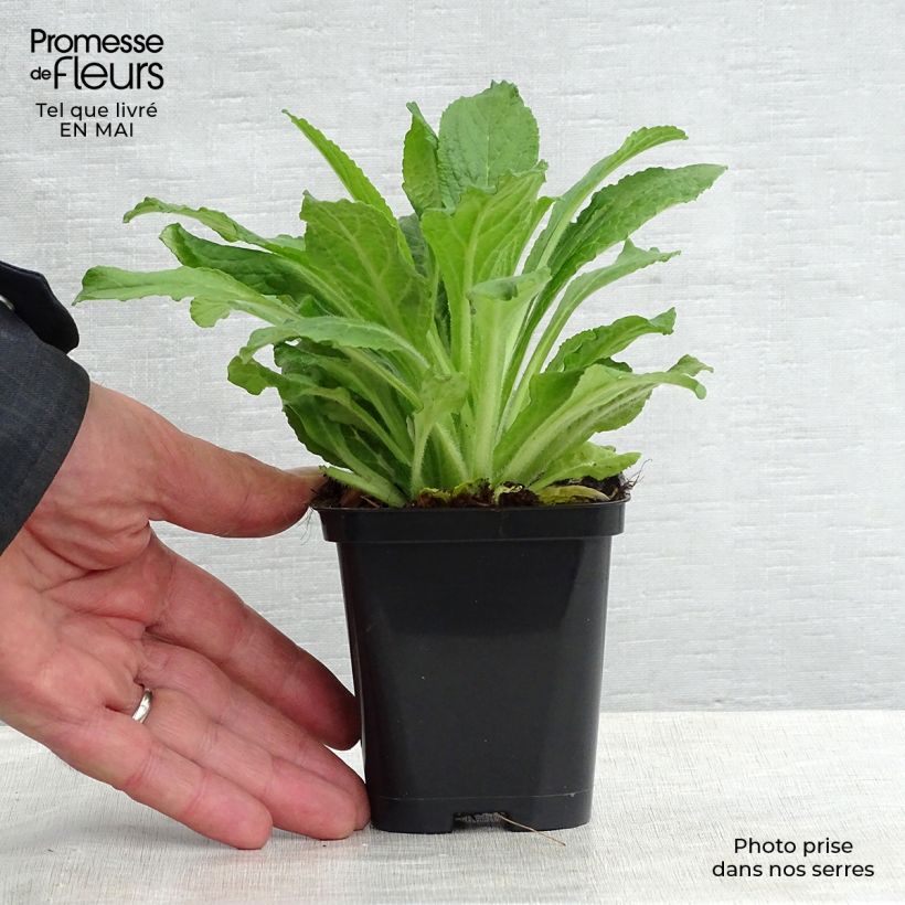 Amostra de Digitalis purpurea Vaso de 8/9 cm tal como entregue na primavera