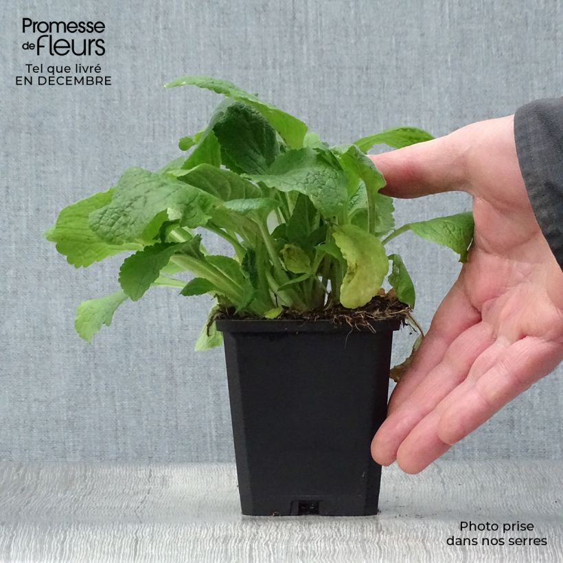 Amostra de Digitalis purpurea Pam's Choice Vaso de 8/9 cm tal como entregue no inverno