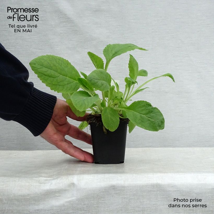 Amostra de Digitalis purpurea Pam's Choice Vaso de 8/9 cm tal como entregue na primavera