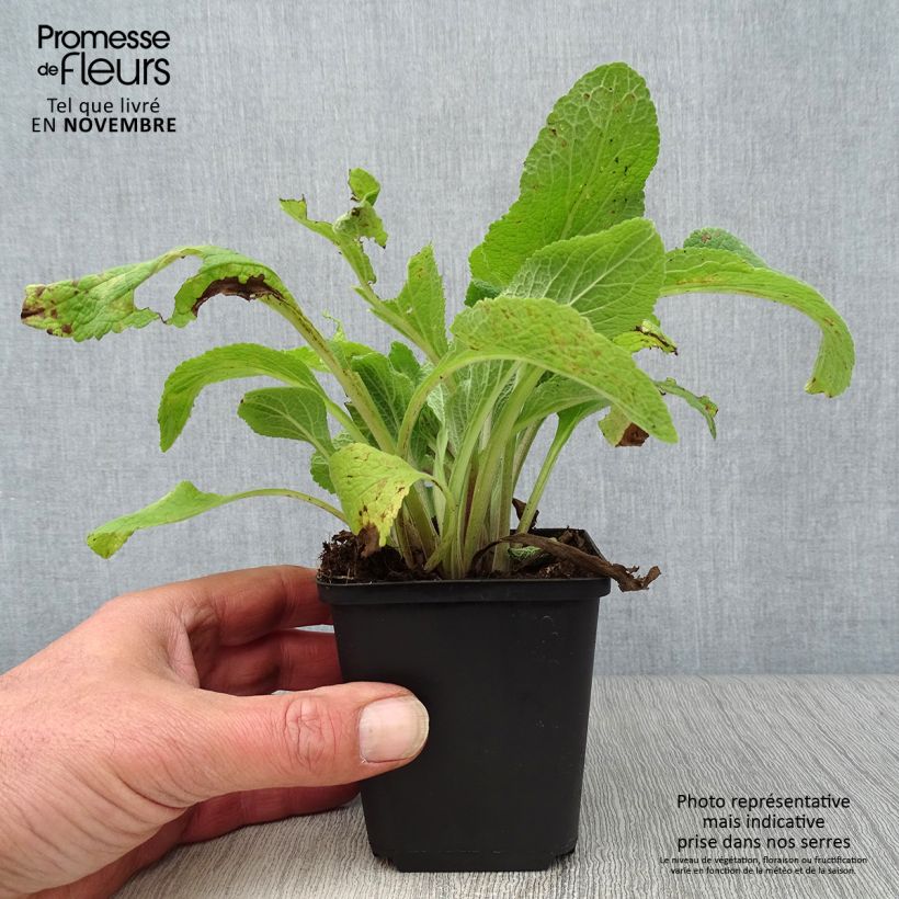 Amostra de Digitalis purpurea Pam's Choice Vaso de 8/9 cm tal como entregue no outono