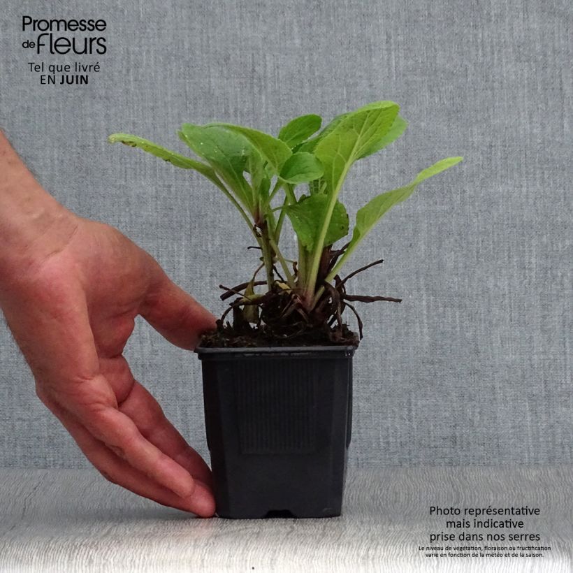 Amostra de Digitalis purpurea Pam's Choice Vaso de 8/9 cm tal como entregue no verão