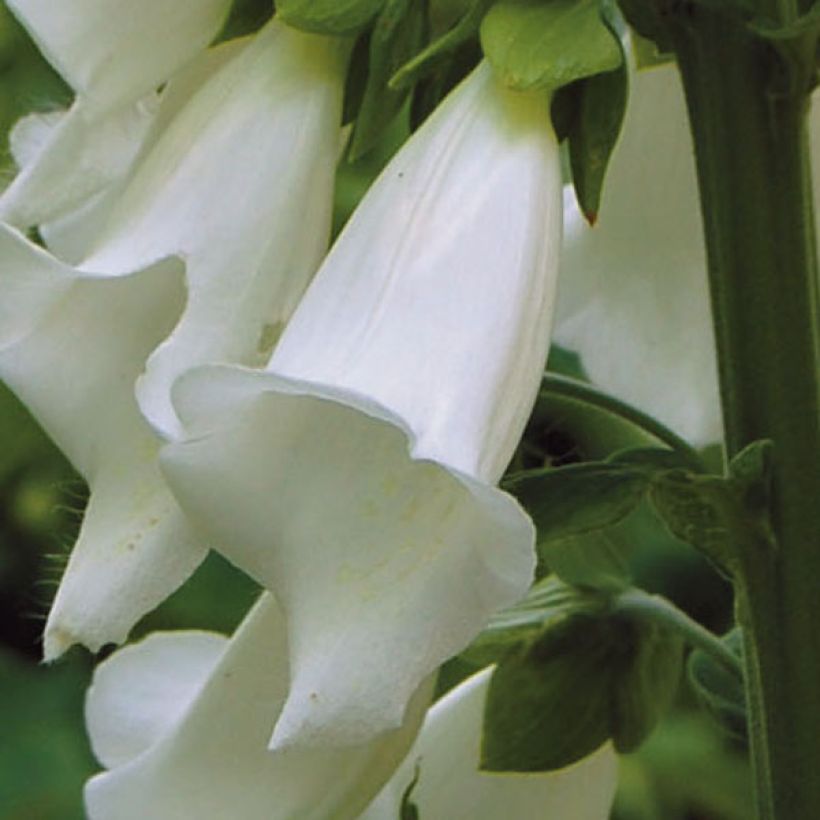 Digitalis purpurea Alba (Floração)