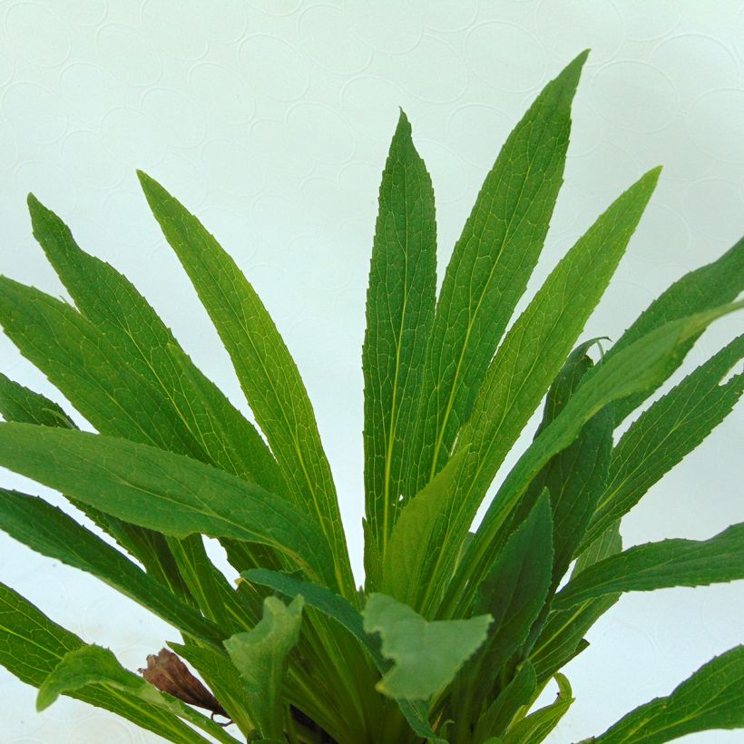 Digitalis Glory of Roundway (Folhagem)