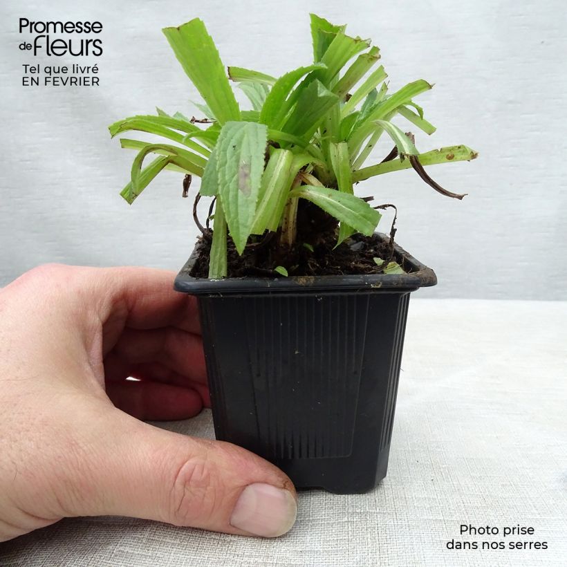 Amostra de Digitalis Glory of Roundway - Digitale Vaso de 8/9 cm tal como entregue no inverno