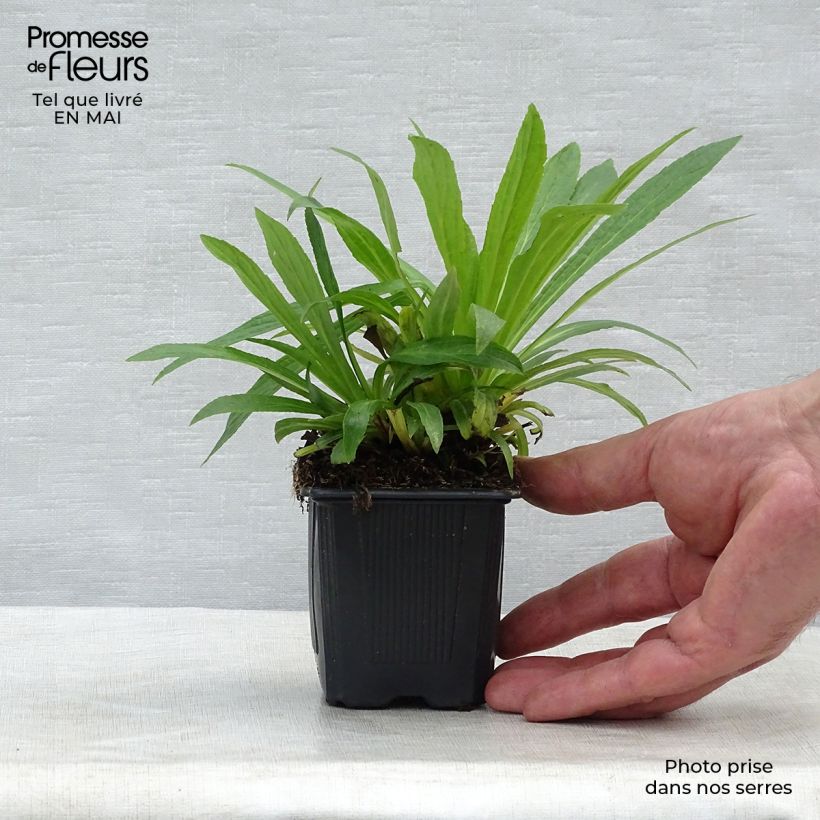 Amostra de Digitalis Glory of Roundway Vaso de 8/9 cm tal como entregue na primavera