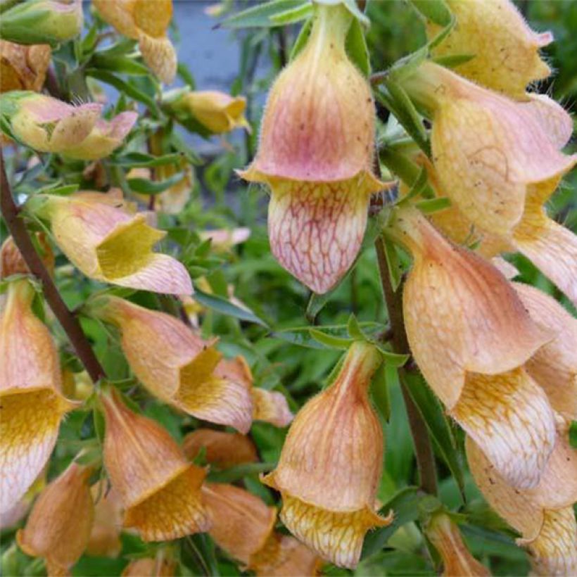 Digitalis Spice Island (Floração)